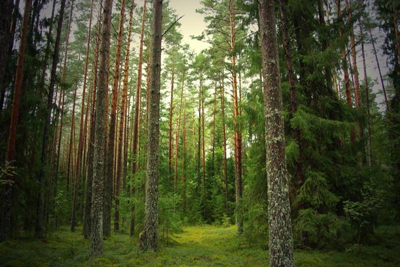 Территория турбазы